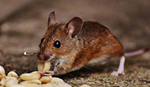 24 Hour & Emergency Exterminators in Rosewood, IN